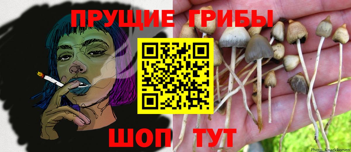 Псилоцибиновые грибы ЛСД Будённовск